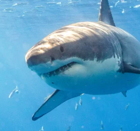 Shark 2