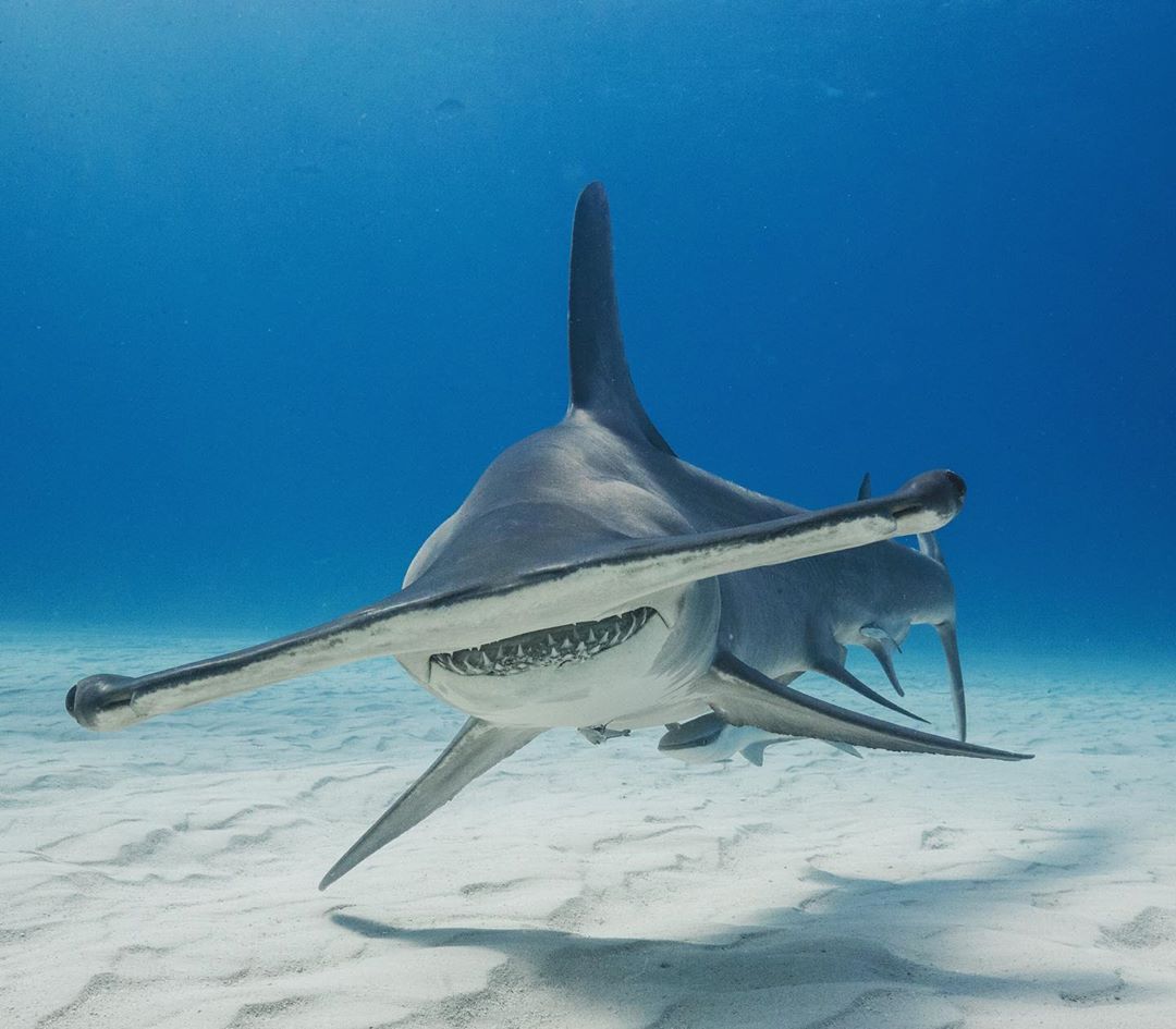 Shark 3