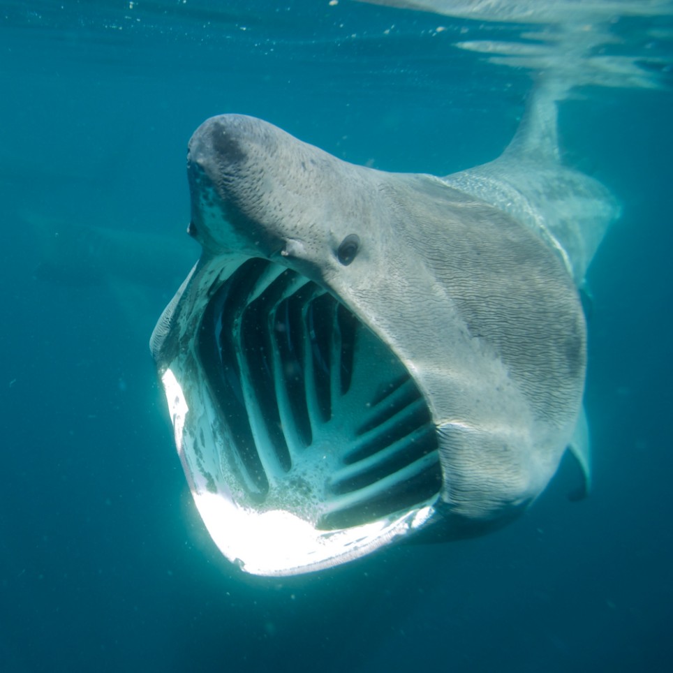 Shark 4